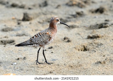 Curlew Sandpiper Fishing At The Pond