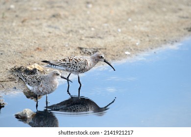 Curlew Sandpiper Fishing At The Pond