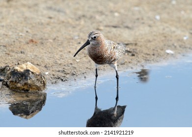 Curlew Sandpiper Fishing At The Pond