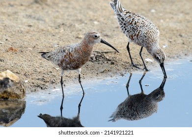 Curlew Sandpiper Fishing At The Pond