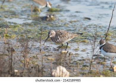 Curlew Sandpiper At The Swamp