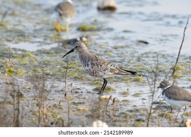 Curlew Sandpiper At The Swamp