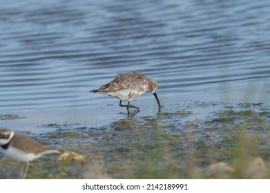 Curlew Sandpiper At The Swamp