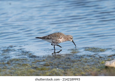 Curlew Sandpiper At The Swamp