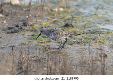 Curlew Sandpiper At The Swamp