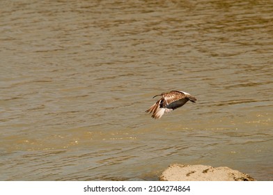 The Curlew Is A Species Of Caradriform Bird In The Scolopacidae Family.