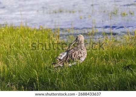 Curlew standing in the grass using its long beak to have a preen.