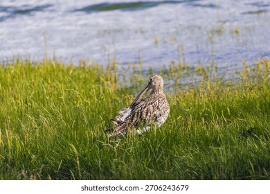Curlew using its long beak to preen.