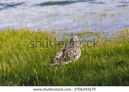 Curlew using its long beak to preen.