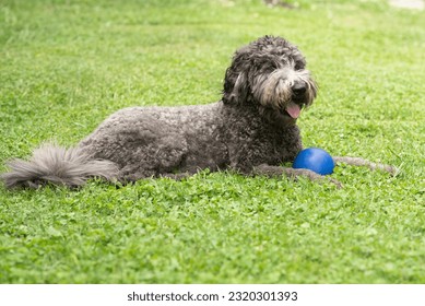 Curley, haired dog laying in a bed of clover with a blue ball on a spring or summer day. - Powered by Shutterstock