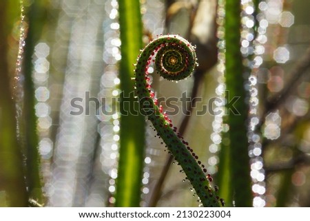 Curling leaf of Portuguese sundew or dewy pine (Drosophyllum lusitanicum), Portugal