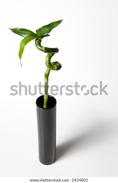 Curly Bamboo Stalk Tall Vase Stock Photo Edit Now 2424801