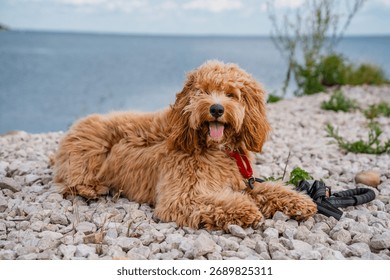 Curly brown goldendoodle dog or Cavapoo breed lies on the rocks on the riverbank overlooking the hills in summer