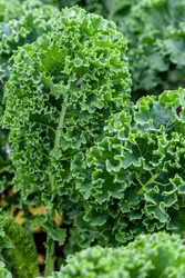 Curly Cabbage, Kale (Brassica Oleracea) Close-up As Background