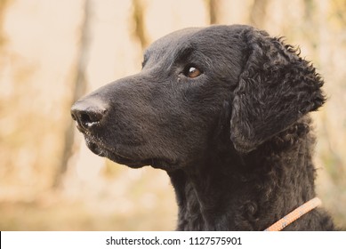 Curly Coated Retriever