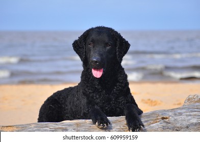 Curly coated retriever on a seaside