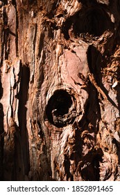 A Curly Cue Design In The Hole In A Tree