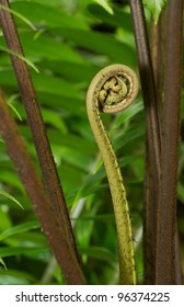 Curly Cue Part Of A Fern Plant About To Open