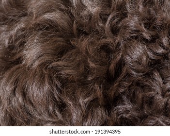 Curly Dog Hair Texture