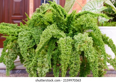 Curly Fern, Nephrolepis Curly Plant In Pot