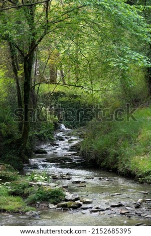 Curly forest river rift with small waterfalls and  mossy stones 