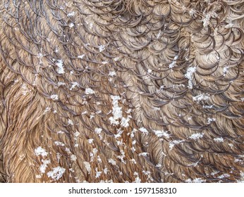 Curly Fur Rings In Winter Horse Hair. Wet Hairs With Snow Covered Wolves In Drops Of Water.