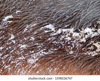 Curly Fur Rings In Winter Horse Hair. Wet Hairs With Snow Covered Wolves In Drops Of Water.