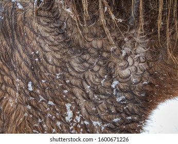 Curly Fur Rings In Winter Horse Hair. Wet Hairs With Snow Covered Wolves In Drops Of Water.