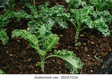 Curly green leaves of kale growing in a garden. Curly kale growing in the field in Thailand.