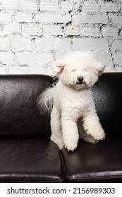 Curly Haired Dog Is Jumping On The Black Lounge At The Sitting-room