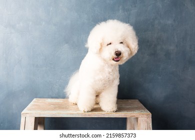 Curly Haired Pet Dog Sits Upstairs At A Living Room