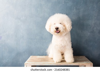 Curly Haired Pet Dog Sits Upstairs At A Drawing Room