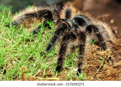 Curly Haired Tarantula, Brachypelma albopilosum, Tliltocatl albopilosus, Spider, Arachnid, Pet, Animal