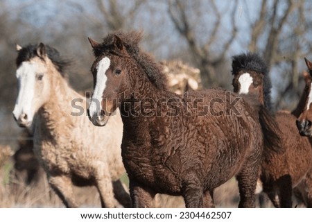 Curly Horse, Horse width curly coat
