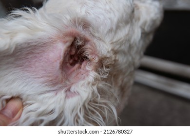 where do ear mites come from in dogs