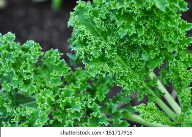 Curly Kale