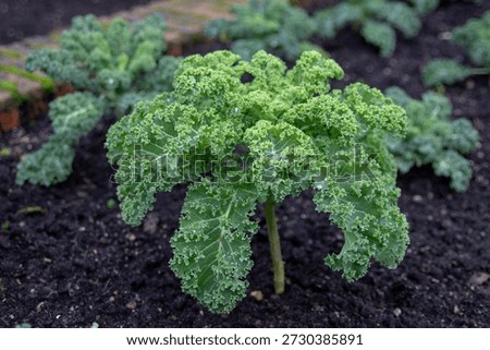Curly kale, also called leaf cabbage (Brassica oleracea), growing in dark organic soil. Edible leafy vegetable with water droplets, also valued as an ornamental garden plant.