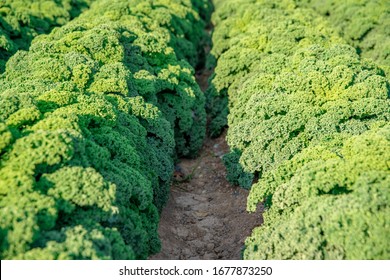 Curly Kale Grown On A Farm Field In Spain