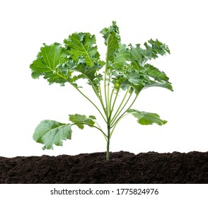 Curly Kale Or Organic Blue Curled Scotch Kale,  Kale Plant Growing In Soil, Isolated On White Background With Clipping Path