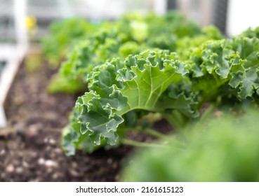 Curly kale plants in raised garden planter. Group of almost mature green curly kale plants planted in a row. Known as Starbor Kale, Leaf Cabbage. Selective focus with defocused kale plants and dirt. - Powered by Shutterstock