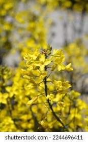 Curly kale yellow flowers - Latin name - Brassica oleracea var. sabellica - Shutterstock ID 2244696411