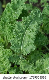 Curly Leaf Kale Plant In Garden
