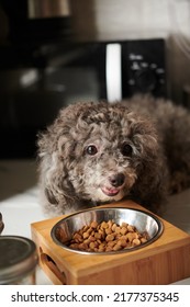 Curly Little Dog Eating Kibble From Metal Bowl