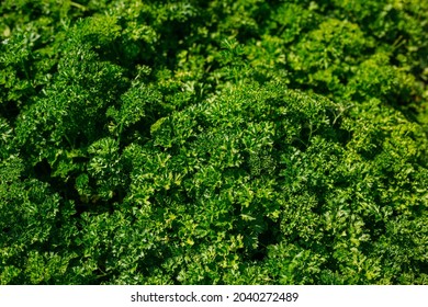 Curly Parsley grows in the garden. Spicy herb Petroselinum crispum for nutrition, use in alternative medicine and cosmetology, green background - Powered by Shutterstock