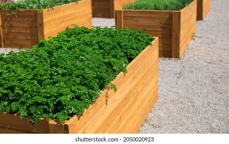 Curly Parsley grows in the garden. Spicy herb Petroselinum crispum for nutrition, use in alternative medicine and cosmetology - Powered by Shutterstock