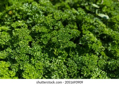 Curly Parsley grows in the garden. Spicy herb Petroselinum crispum for nutrition, use in alternative medicine and cosmetology, green background - Powered by Shutterstock