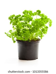 Curly  Parsley Herbs In Pot Isolated On White Background 