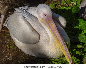 Silver Pelican Images Stock Photos Vectors Shutterstock