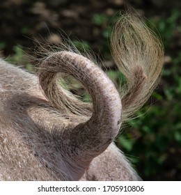 Curly Pig's Tail on a farm