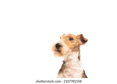 Curly And Purebred Fox Terrier Isolated On White